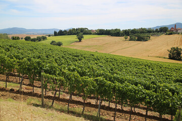 Fototapeta na wymiar Vineyards of the Umbrian countryside, Italy