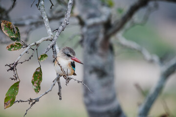 Wild safari animals - Kingfisher