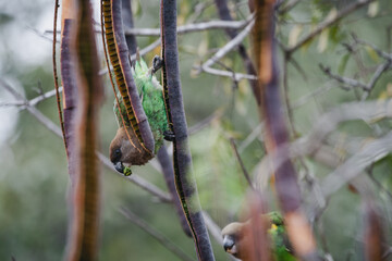 Wild safari animals - Brown-headed parrot