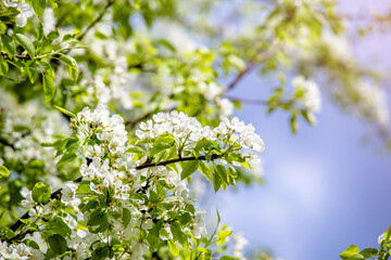 Flowering branch of pear in the garden in spring