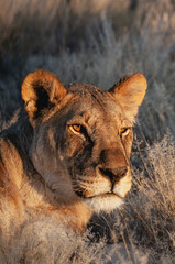 Lioness resting in the grass at sunset, Etosha National Park, Namibia
