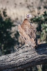 Wild safari animals - Vulture