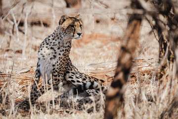 Wild safari animals - Cheetah