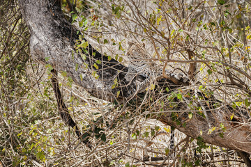 Wild safari animals - Leopard