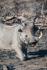 Fototapeta premium Wild safari animals - Warthog