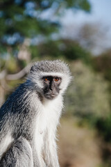 Wild safari animals - Vervet monkey
