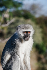 Wild safari animals - Vervet monkey