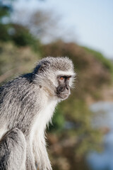 Wild safari animals - Vervet monkey