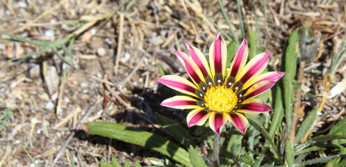 Petali e polline di un fiore particolare in natura