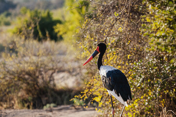 Wild safari animals - Saddle-billed stork