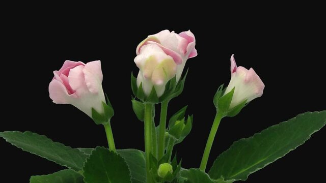 Time-lapse of blooming white pink gloxinia flower 1h1 in PNG+ format with ALPHA transparency channel isolated on black background
