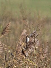 A Reed Bunting (Emberiza schoeniclus) in its winter plumage clinging onto a reed at St Aidan's, an RSPB reserve in Leeds, West Yorkshire.