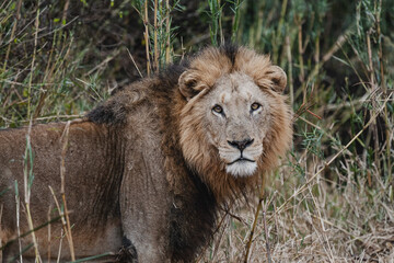 Wild safari animals - Alpha male lion in the Kruger National Park, South Africa