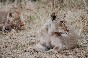 Wild safari animals - two lionesses resting in the Kruger National Park, South Africa
