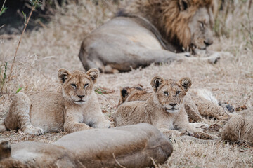 Wild safari animals - Lion family in the Kruger National Park, South Africa
