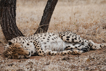 Fototapeta na wymiar Wild safari animals - Cheetah