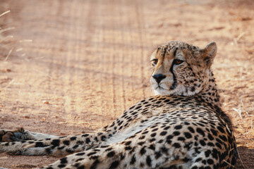 Wild safari animals - Cheetah resting on a dirt road in the Kruger National Park, South Africa