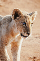 Wild safari animals - portrait of a lion cub in the Kruger National Park, South Africa