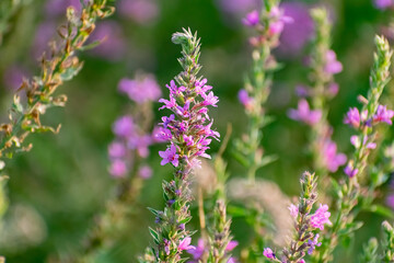 A variety of field plants and flowers in close-up. On stems and twigs with green leaves at different times of the year. Natural bouquets and useful herbs for folk medicine