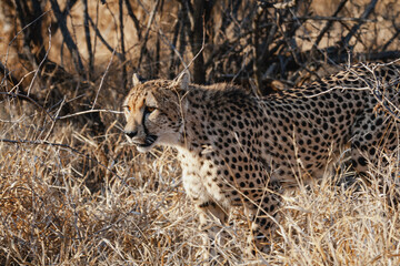 Wild safari animals - Cheetah