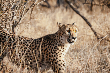 Wild safari animals - Cheetah