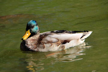 Eine männliche Stockente (Anas platyrhynchos) auf einem Teich. Geisa, Rhön, Thüringen, Deutschland, Europa