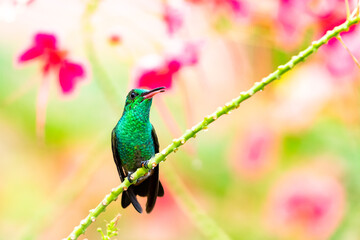 A Copper-rumped hummingbird perching with a colorful floral background. tropical bird in a garden.  Bird perching with blurred background.  Hummingbird chirping.