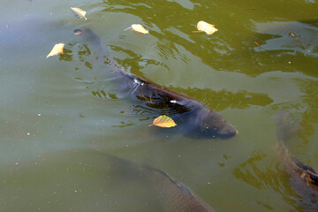 Der Karpfen (Cyprinus carpioin) ist ein. Speisefisch und Zuchtfisch. Frankfurt/Main, Deutschland,...