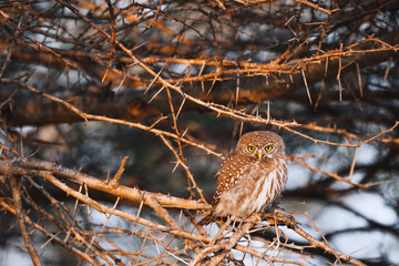 Wild safari animals - Little Owlin a thorny bush, Kruger National Park, South Africa