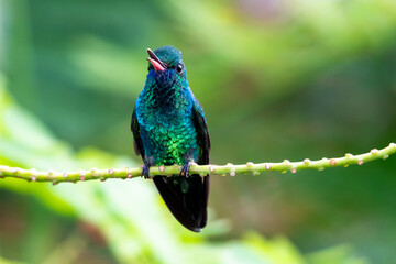 A Blue-chinned Sapphire chirping on a perch looking at camera. tropical bird in a garden.  Bird perching with blurred background. Hummingbird with it's beak open