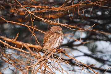 Wild safari animals - Little Owlin a thorny bush, Kruger National Park, South Africa