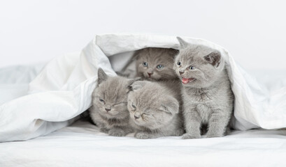 Group of a kittens sit together under warm blanket on a bed at home and look away