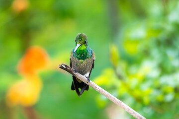 A juvenile Copper-rumped hummingbird perching with a blurred green background. tropical bird in a garden.  Bird perching with blurred background. Hummingbird molting looking at camera.