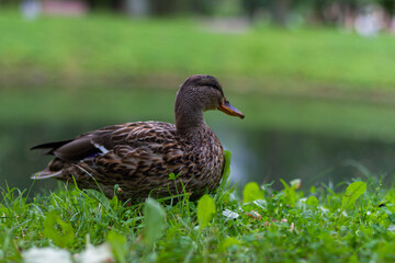 Female duck standing on the grass in park.