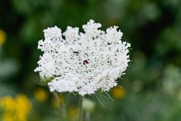 A variety of field plants and flowers in close-up. On stems and twigs with green leaves at different times of the year. Natural bouquets and useful herbs for folk medicine