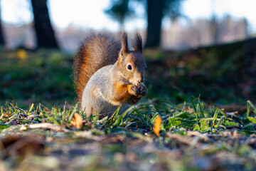 The squirrel sits in the autumn park and eats.Beautiful red squirrel in the park