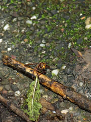 Hornisse