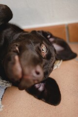 Vertical close-up chocolate Labrador puppy lying on the ground looking with a funny face.