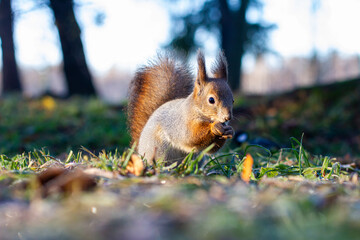 The squirrel sits in the autumn park and eats.Beautiful red squirrel in the park