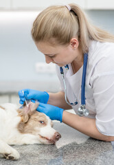 Veterinarian cleans a dog’s ear with cotton swab in a vet clinic