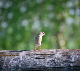 Close-up view to Greenfinch (Chloris chloris) female perching on a old wooden log with nice bokeh in background on a warm bright summer day
