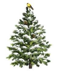 Fototapeta premium Pine tree with snow, cones and bird. Christmas tree with frost. Realistic spruce tree.