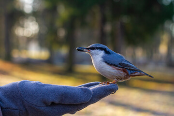 The Eurasian nuthatch sits on hand. Hungry wood nuthatch eating nuts from a hand