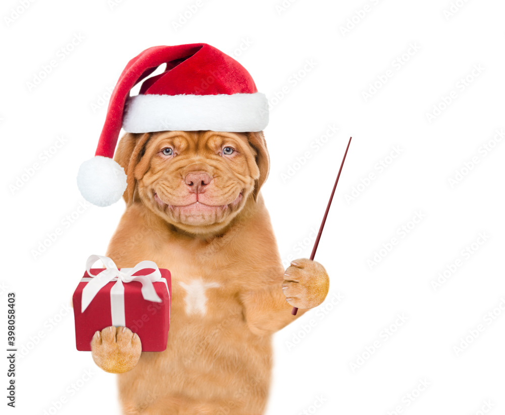 Poster smiling puppy wearing a red christmas hat holds gift box and points away on empty space. isolated on