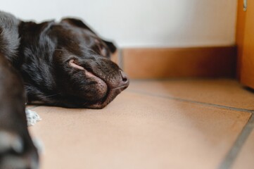 Copy space Close-up chocolate Labrador puppy head sleeping on the ground. Funny and cute face.