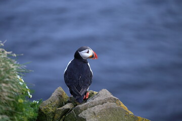 Atlantic Puffins bird in the westfjords in Iceland, Látrabjarg