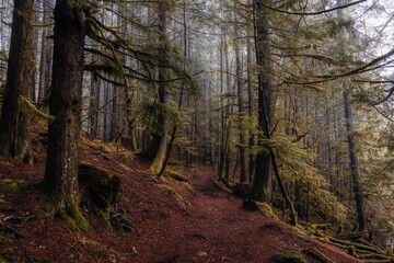 Mystical View of the Trail in Rain Forest during a foggy and rainy Fall Season. Alice Lake Provincial Park, Squamish, North of Vancouver, British Columbia, Canada.
