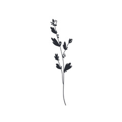 Summer petal flower bud. Doodle line digital outline. Print for design packaging products brand, wallpaper, postcards, beauty business, wrapping paper, fabric, sticker