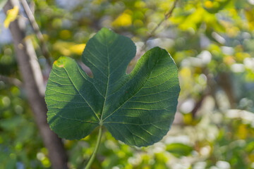 Fig leaf clear horizontal framing background bright out of focus.