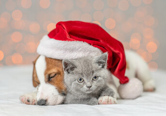 Sleepy Jack russell terrier hugs kitten. Pets lying together under big santa's hat on festive background